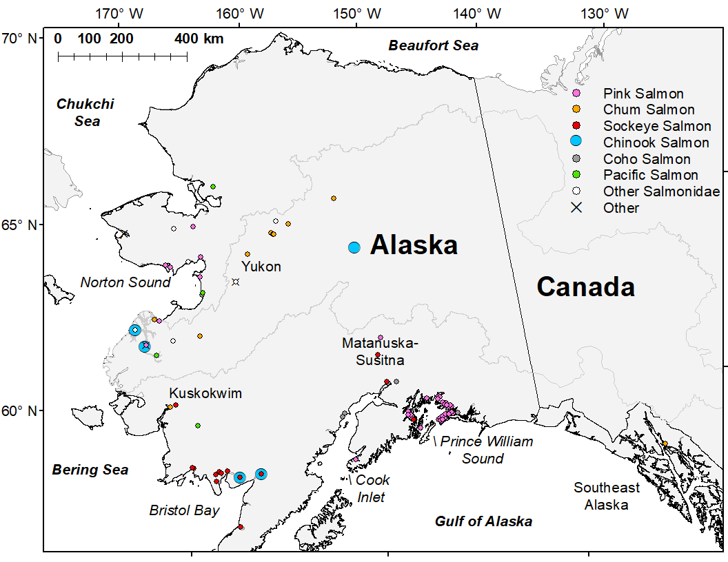 Map of Alaska with various colored round dots showing locations of Pacific salmon carcasses 