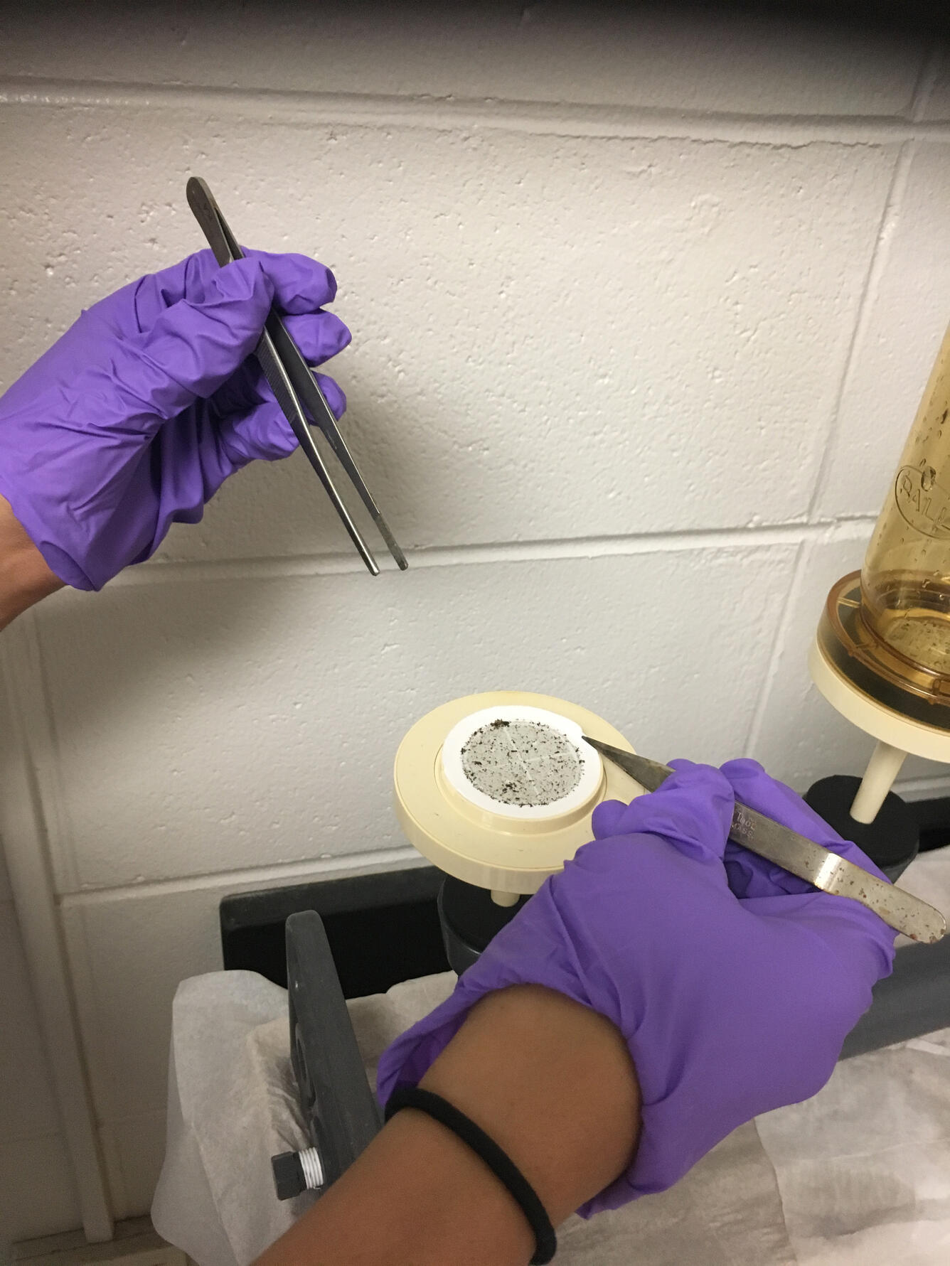 A filter containing eDNA is being probed with tweezers