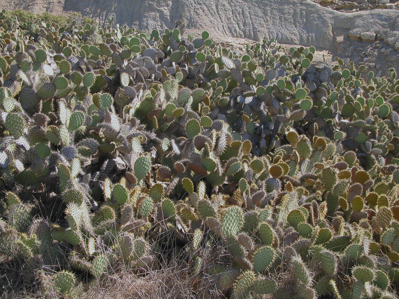A large stand of prickly pear cactus on San Nicolas Island