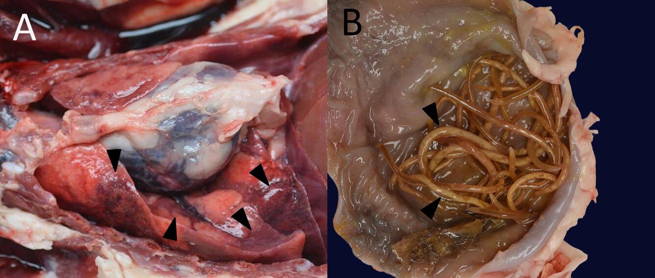 Figure 1.  Photographs from a raccoon (Procyon lotor) found in Wisconsin, USA. (A) Lung in situ showing multifocal dark red r