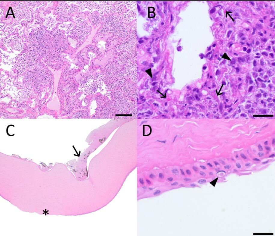 Figure 2. Photomicrographs from a raccoon (Procyon lotor) found in Wisconsin, USA.
