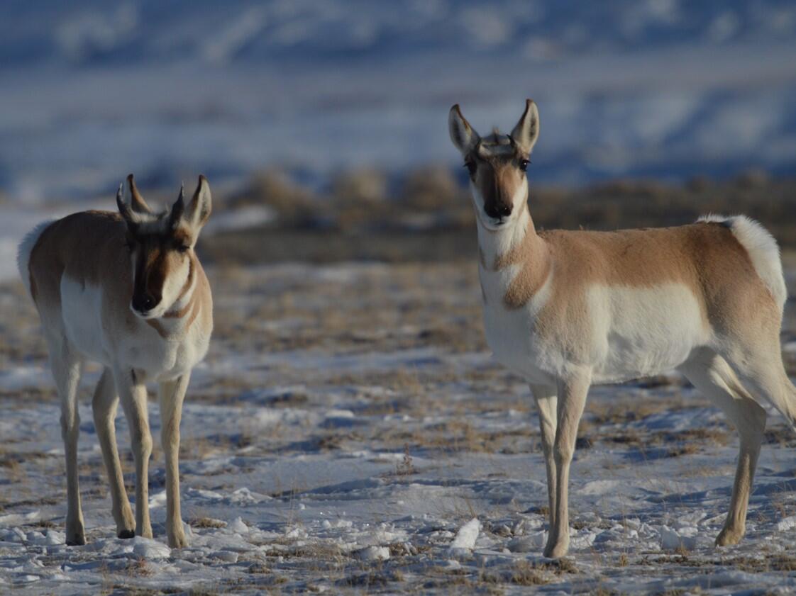 Two pronghorn in a snow covered prairie