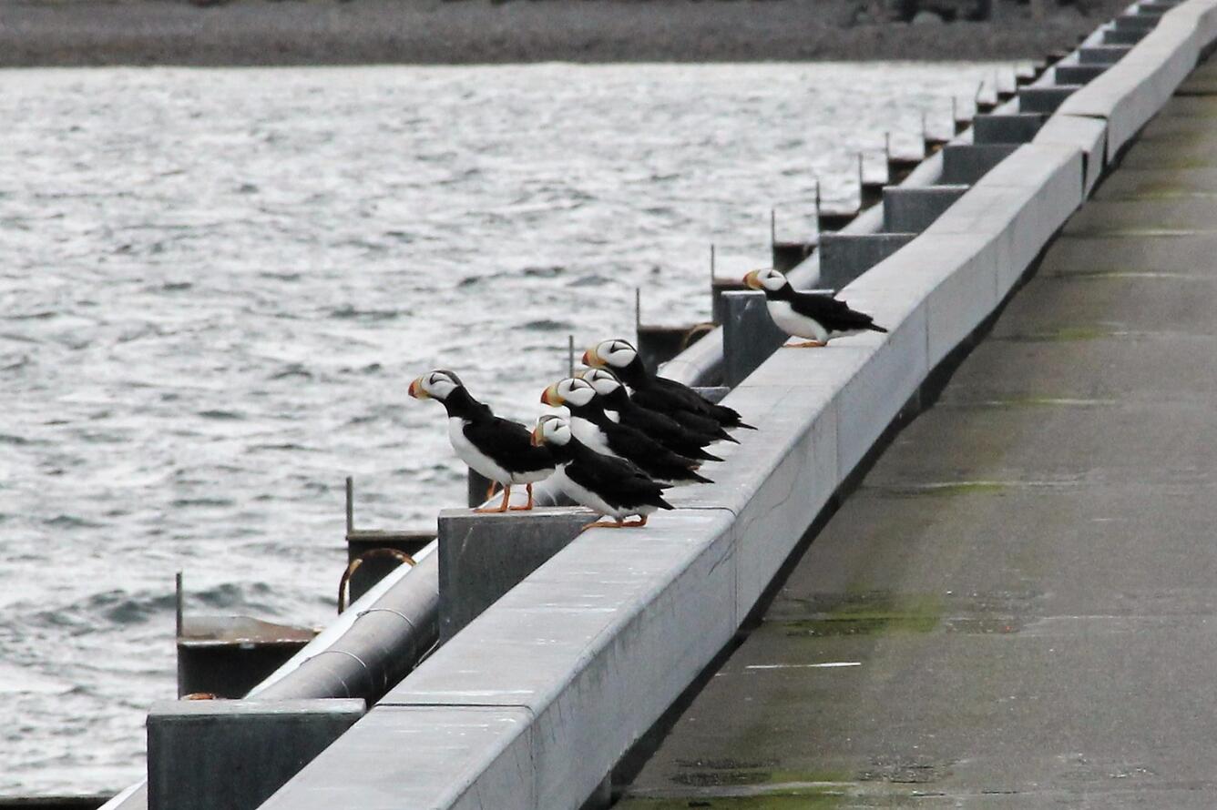 Six puffins standing on dock railing on an overcast day