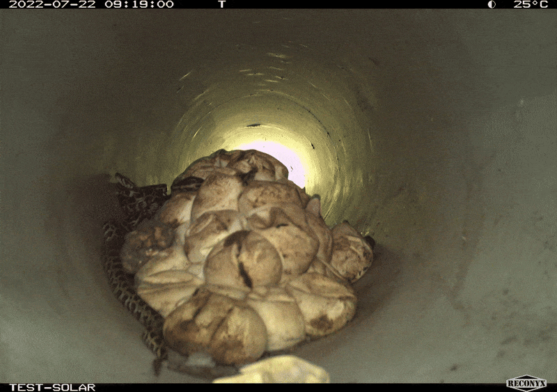 Burmese pythons hatching from eggs