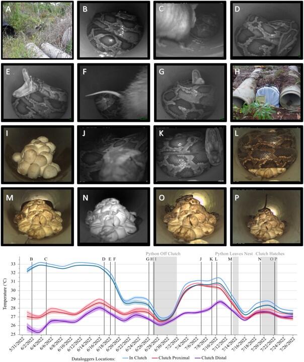 Trail cam photos with a graph below showing a nesting burmese python at different times, her eggs, or the experimental setup