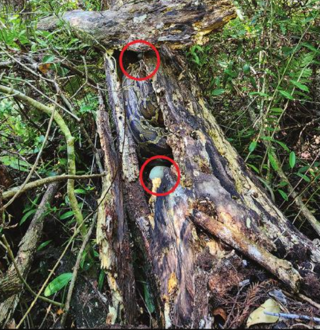 a hollowed-out log containing a snake and visible, circled snake eggs, with green brush around the log