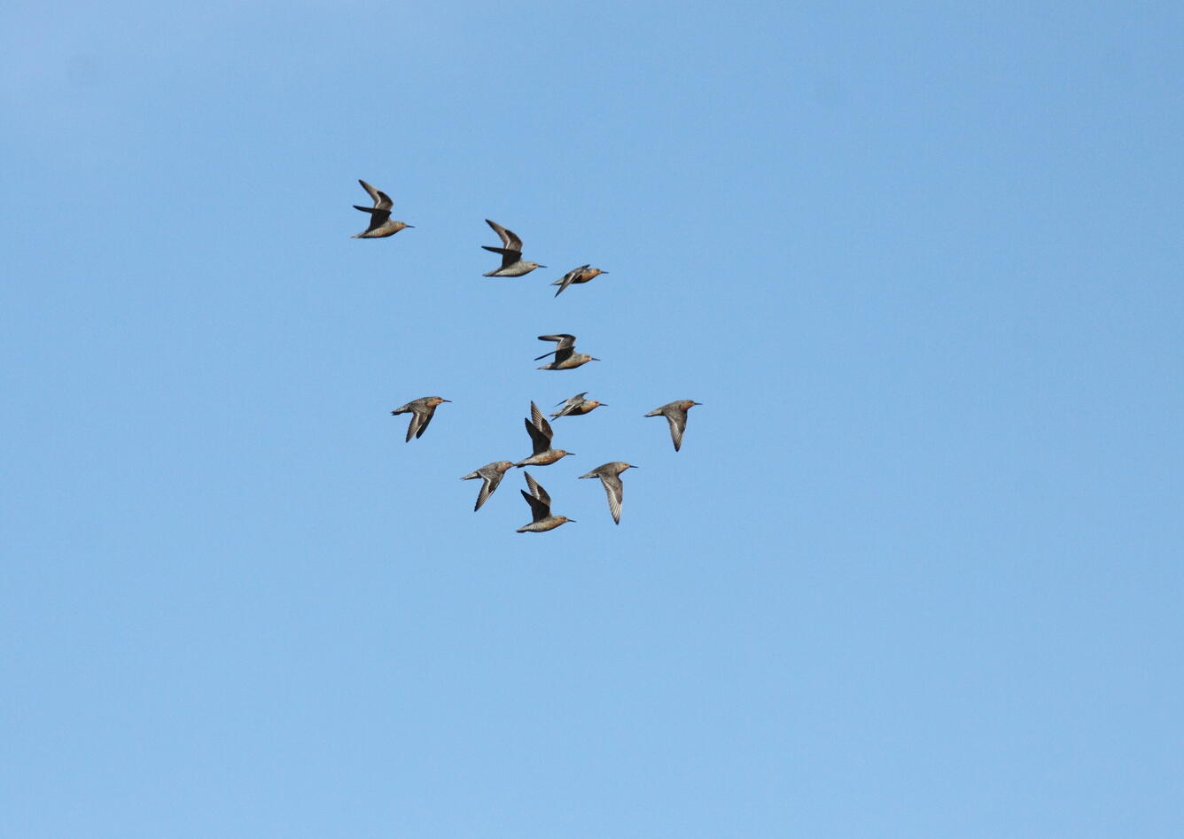 A flock of Red Knots flying over a salt marsh in coastal Maryland