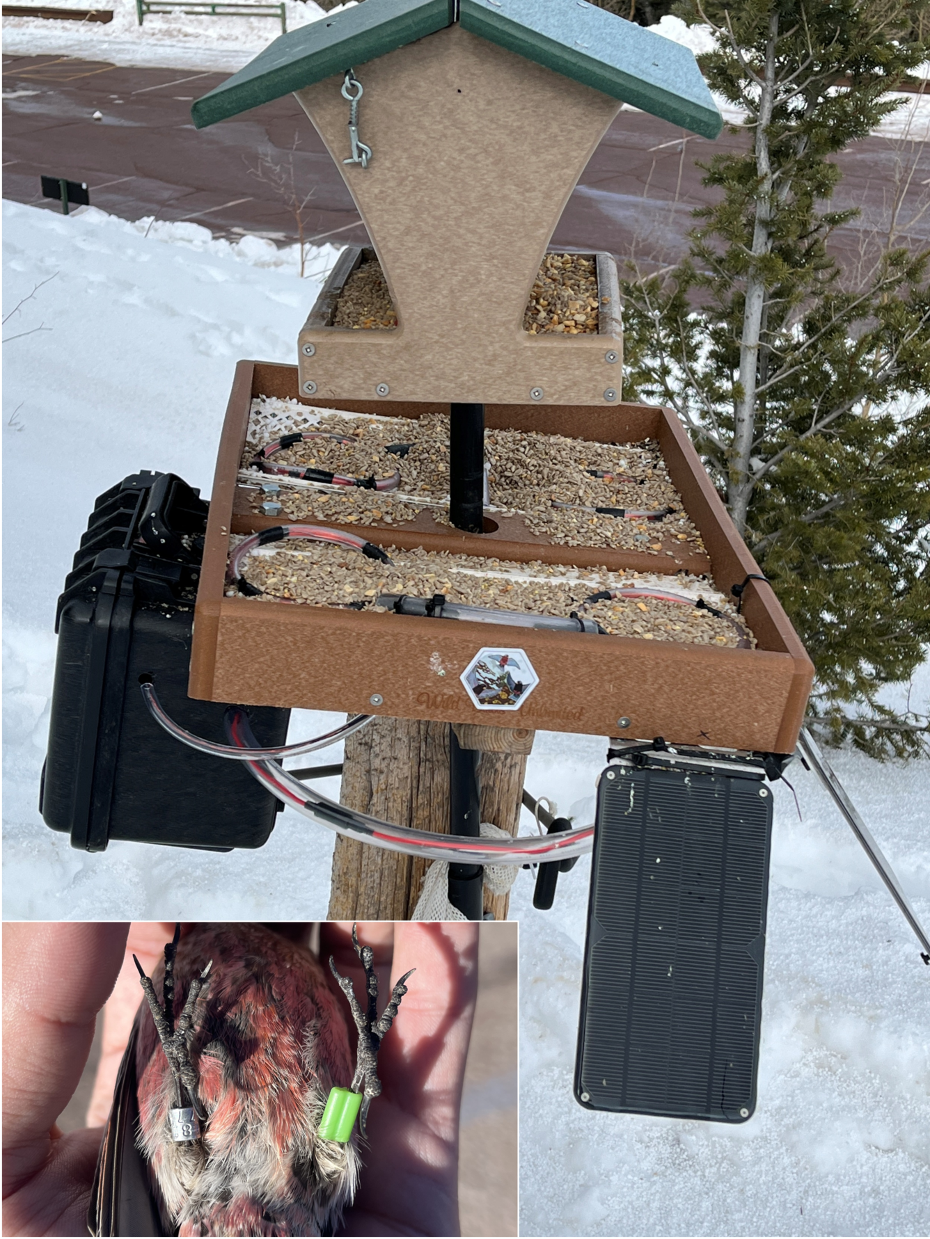 photo of a bird banded with an green tag and the feeder station that receives the tags data 