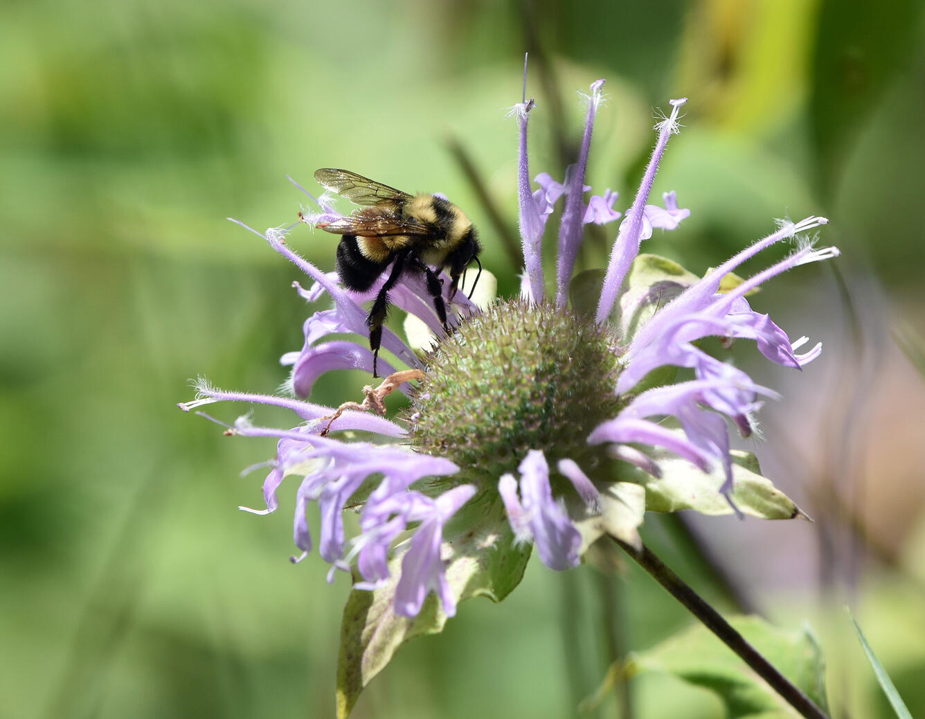 A bumble bee drinks from a purple flower
