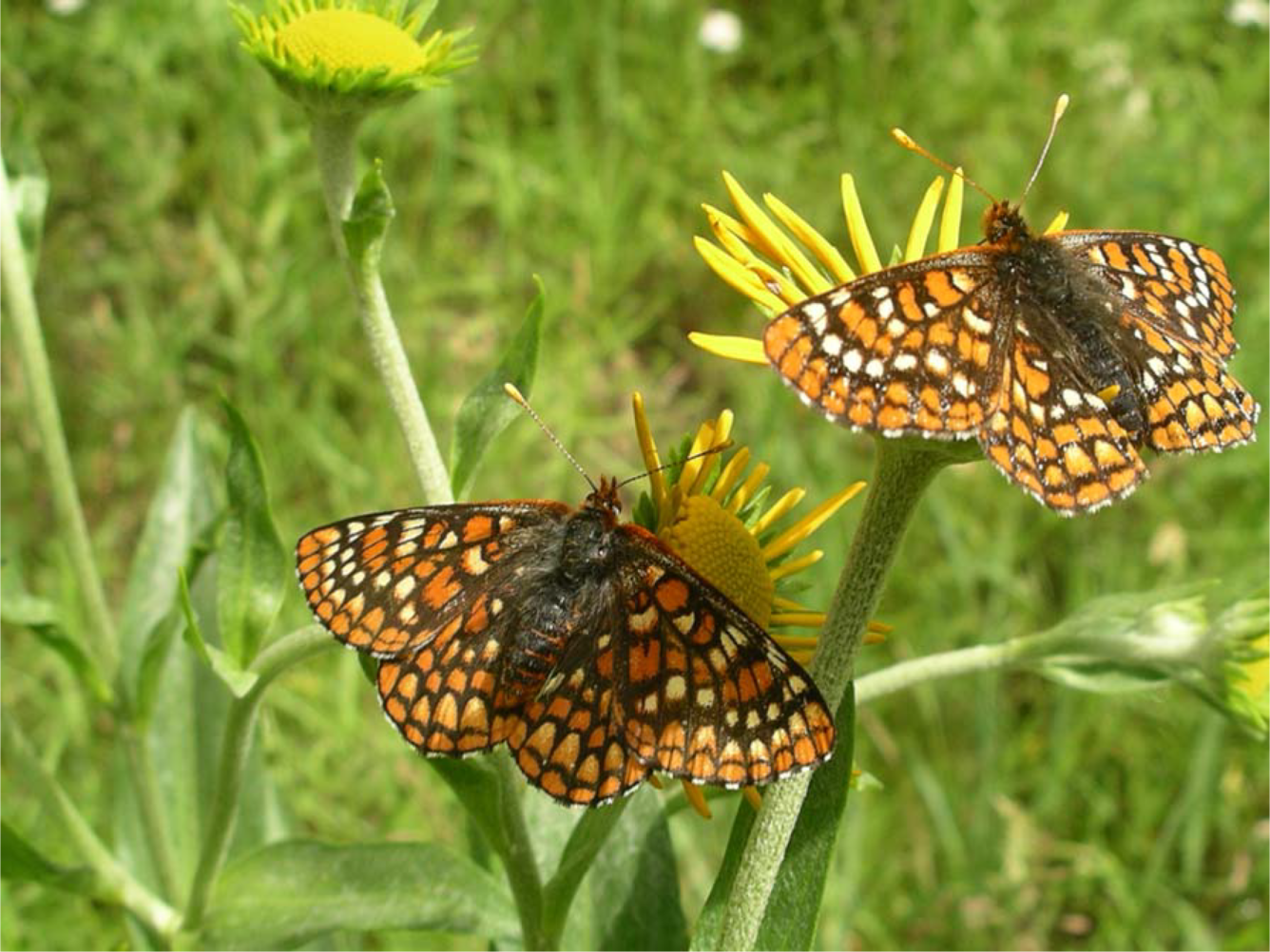 Two orange, white, and dark-brown butterflies rest on yellow flowers in a grassy field.