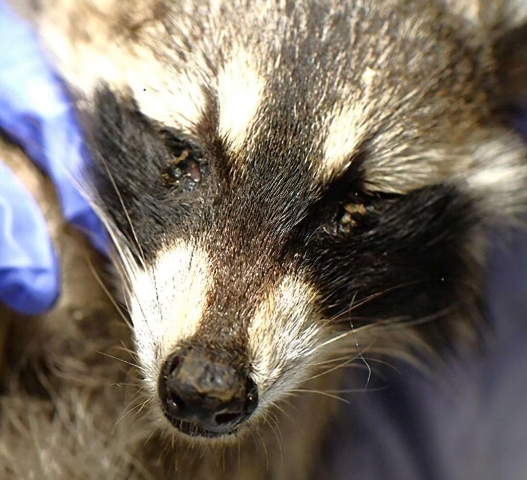 Procyon lotor_found dead in Wisconsin
