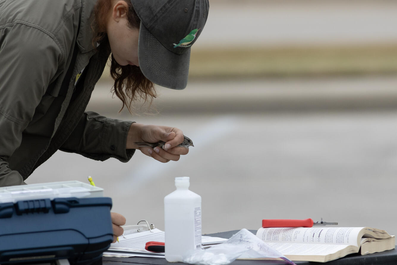 a woman gently holds a bird in her left hand while recording data with her right hand