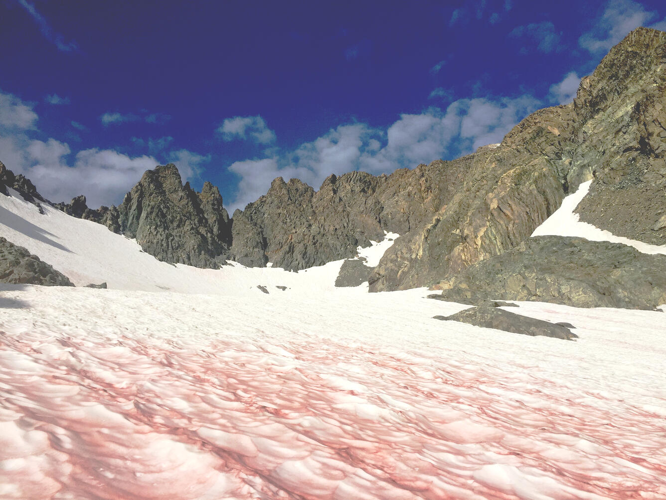 Red algae in glacial snow at Mount Ritter on the Inyo National Forest.