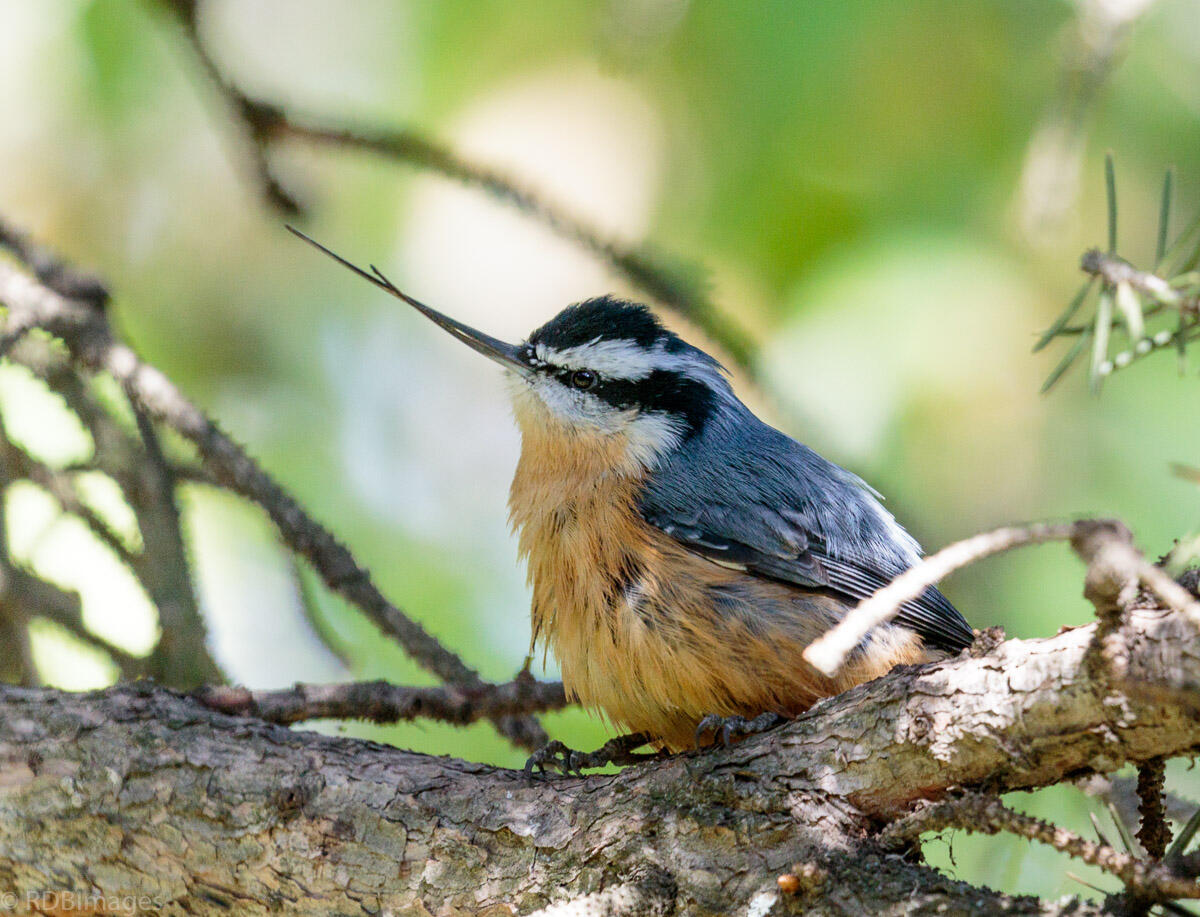 Small, blue-gray bird with a black cap and rusty-cinnamon colored breast and an elongated beak perched on a tree limb.