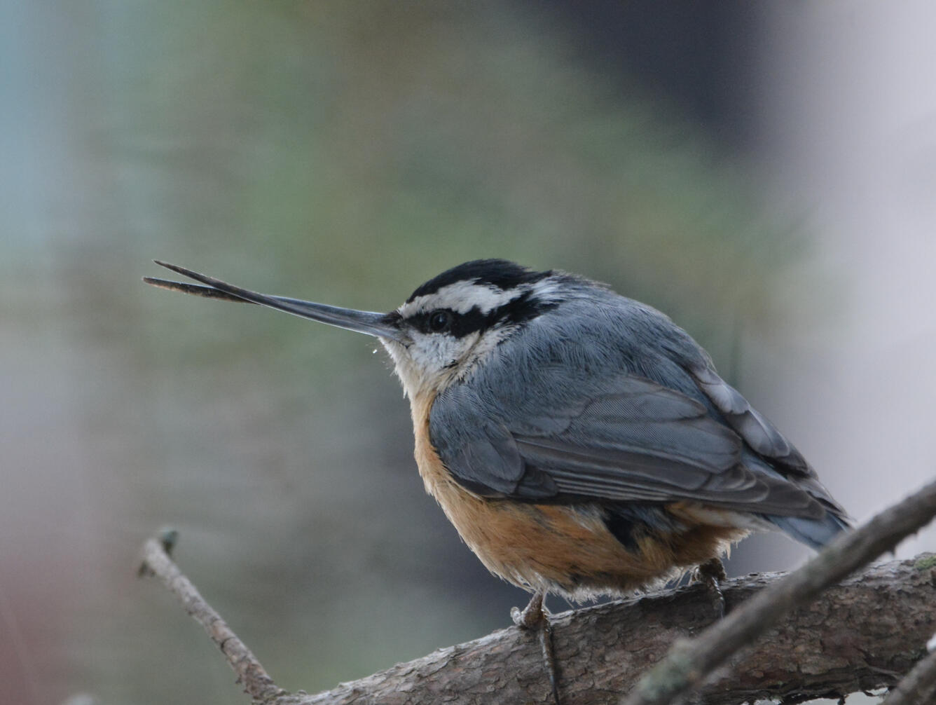 Small, blue-gray bird with a black cap and a crossed and elongated beak perched on a tree limb.