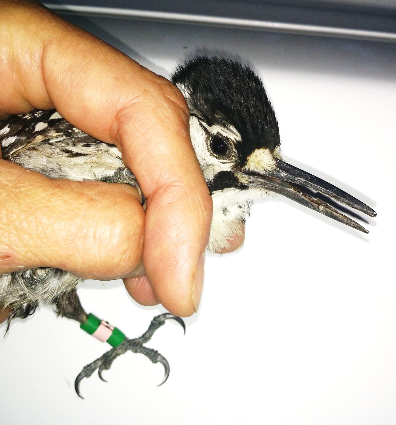 A person's hand holds a small, black and white bird with a white cheek patch and elongated beak.