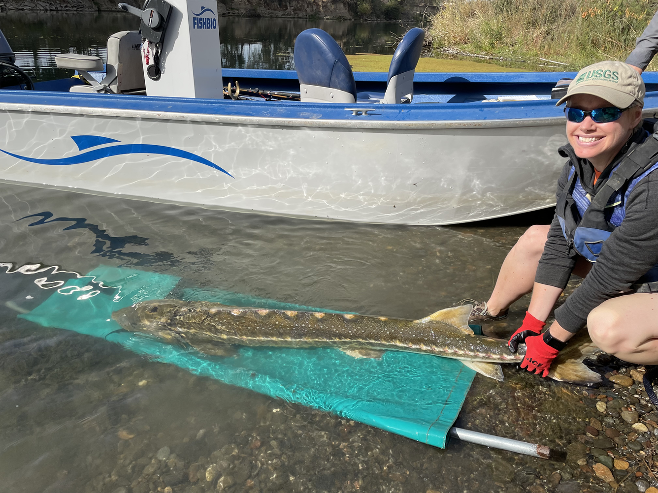 Releasing tagged adult green sturgeon on the Sacramento River