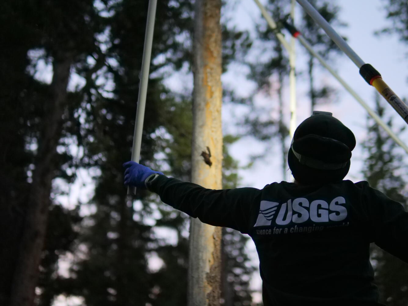 A scientist wearing a USGS shirt reaches out a gloved hand towards a net where a bat is tangled
