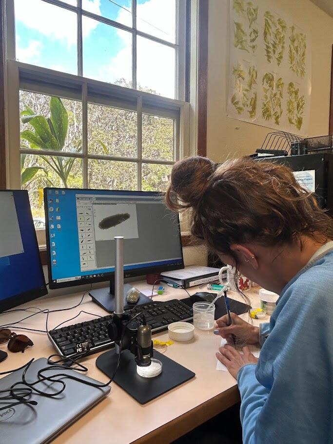 Person at an office desk showing mosquito egg raft on monitor and window in background
