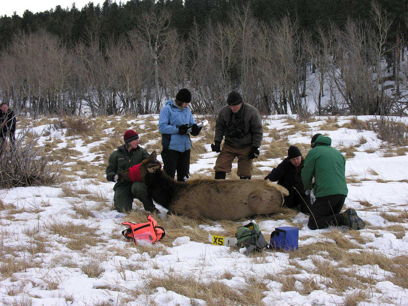 Researchers with elk during fertility study in Rocky Mountain National Park