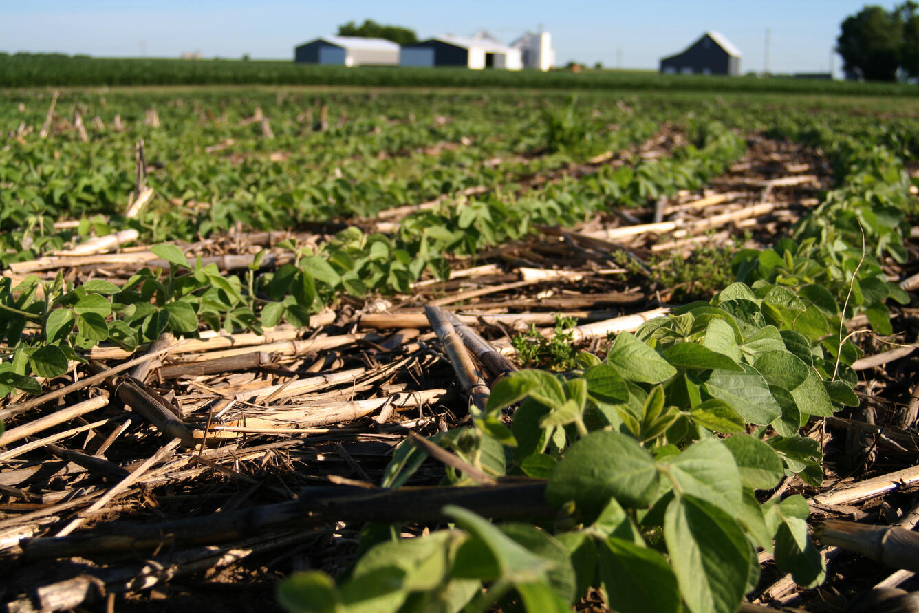 A field with soybeans growing, with farm buildings in the background and cornstalk residue between soybean rows