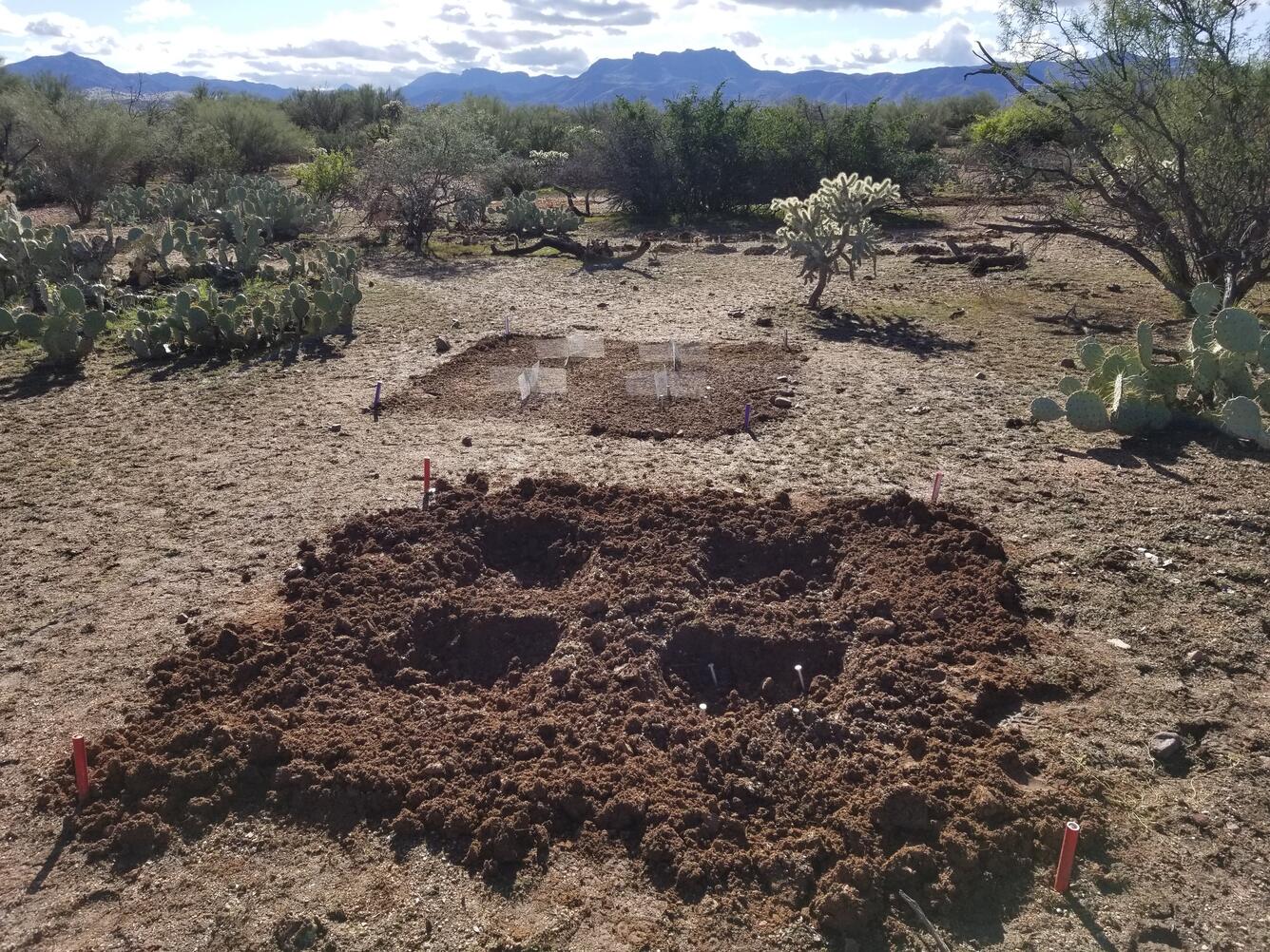 RestoreNet treatments in a Sonoran Desert landscape. In the foreground, there is a 2 x 2 m plot with four pits dug in it. I the background, there is a 2 x 2 m plot with four wire connectivity modifiers (ConMods) in it,