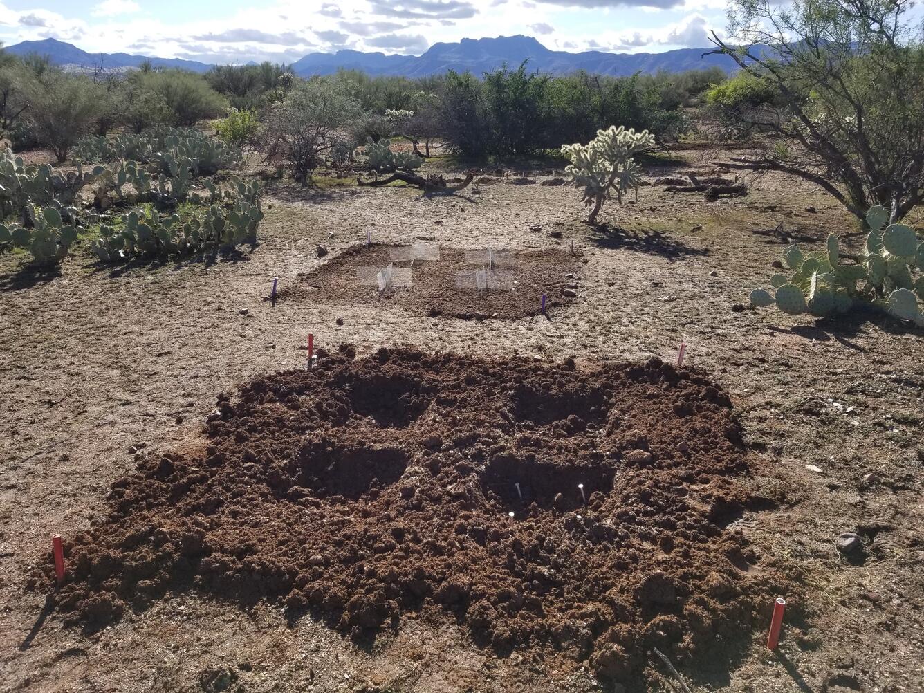 RestoreNet treatments in a Sonoran Desert landscape. In the foreground, there is a 2 x 2 m plot with four pits dug in it. I the background, there is a 2 x 2 m plot with four wire connectivity modifiers (ConMods) in it,