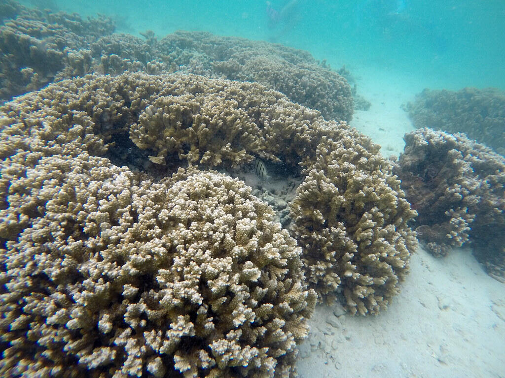 Rice Corals (Montipora capitata), Kane'ohe Bay, O'ahu, Hawaii