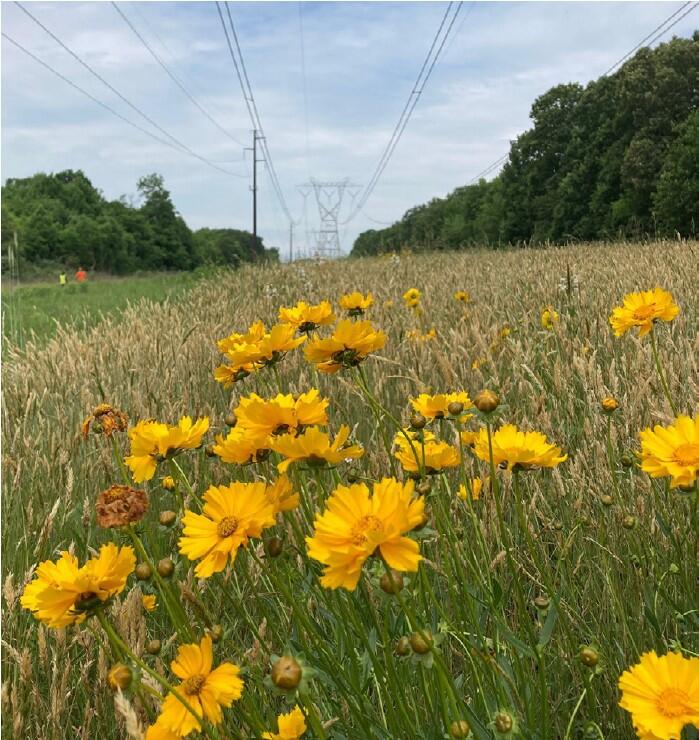 A grassy area below power lines with wildflowers and trees at a distance on both sides