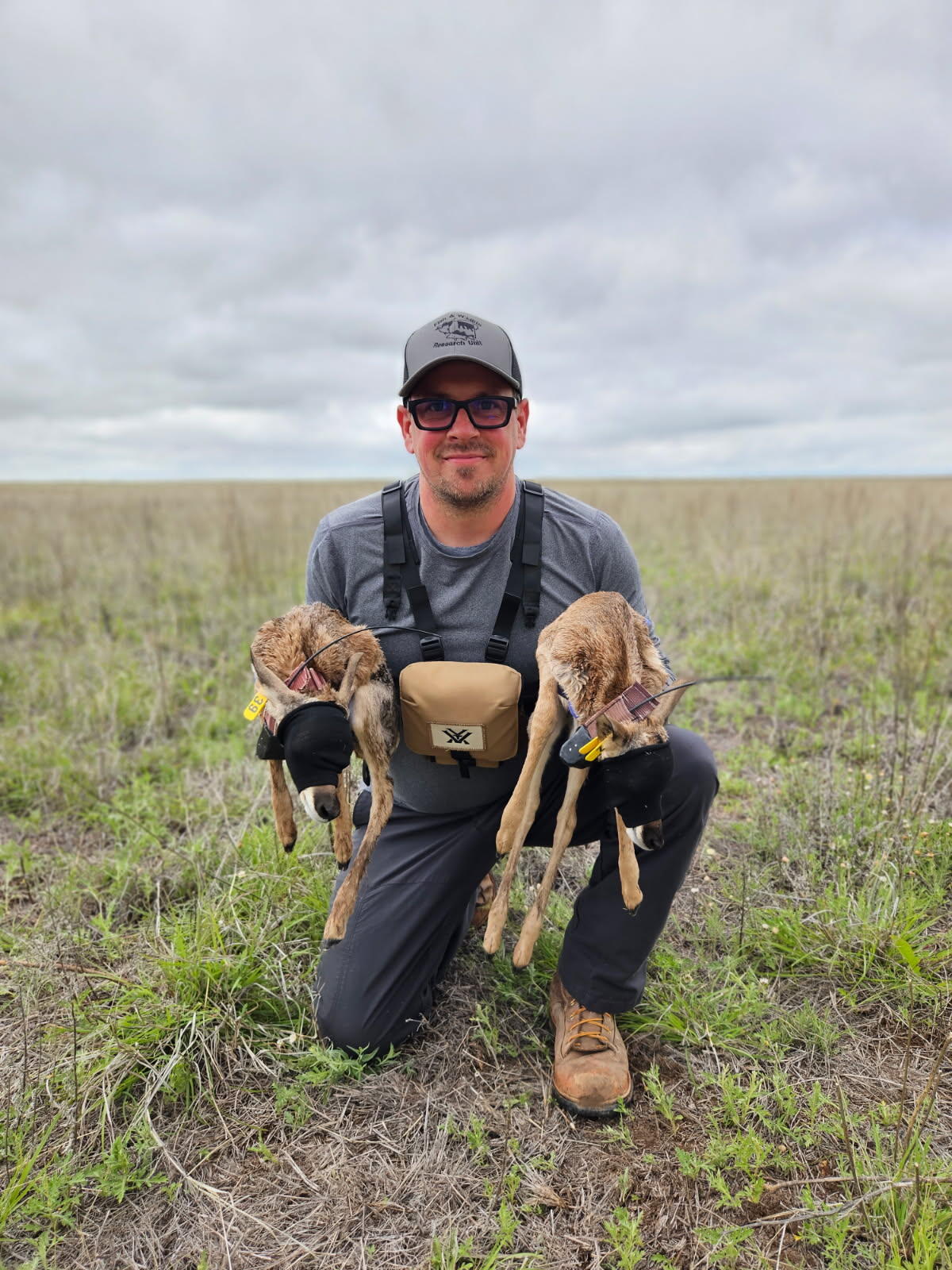 Researcher is tagging pronghorn fawn