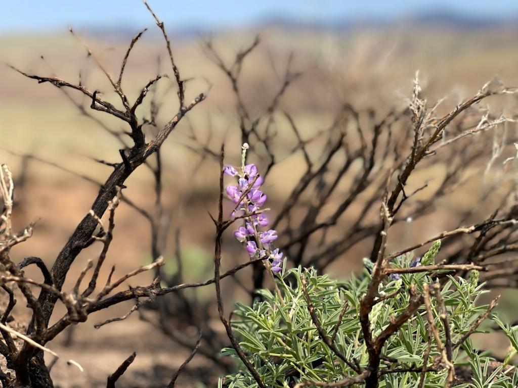 Purple wildflowers growing after a fire near Red Lodge, Montana