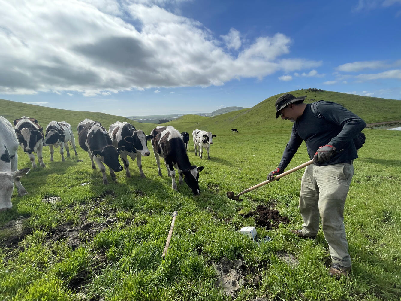 USGS geophysicist servicing a seismometer in a grassy field as a herd of cows watches under partly cloudy skies.