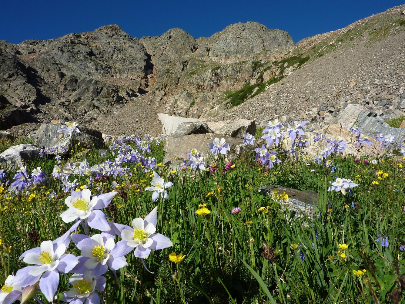 Image shows mountains in the background with wildflowers in the foreground