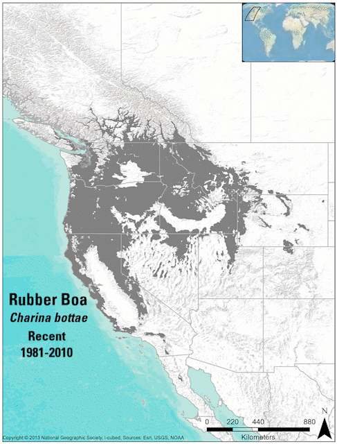 gif showing the contraction of the northern rubber boa's climate-niche