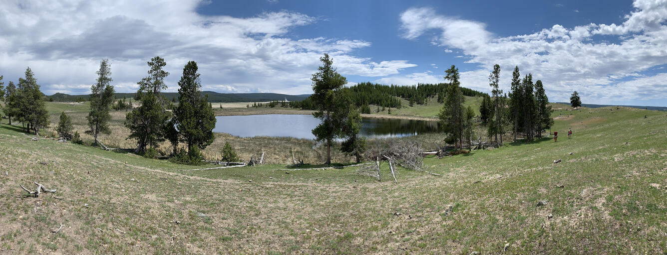 Small lake in a depression of a large grassy meadow behind a few scattered pine trees under mostly cloudy sky