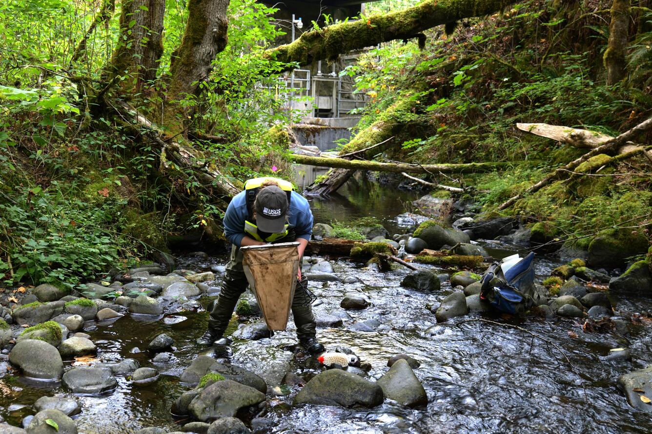 Scientist looks into a net above creek