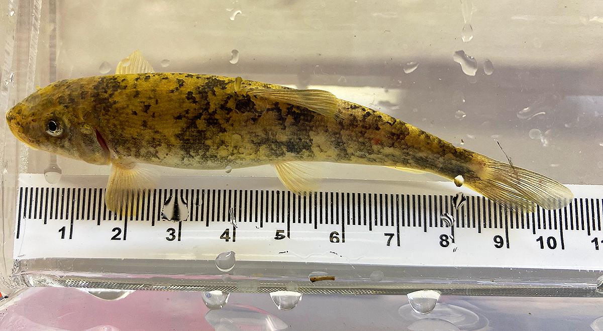 Santa Ana Sucker (Pantosteus santaanae)