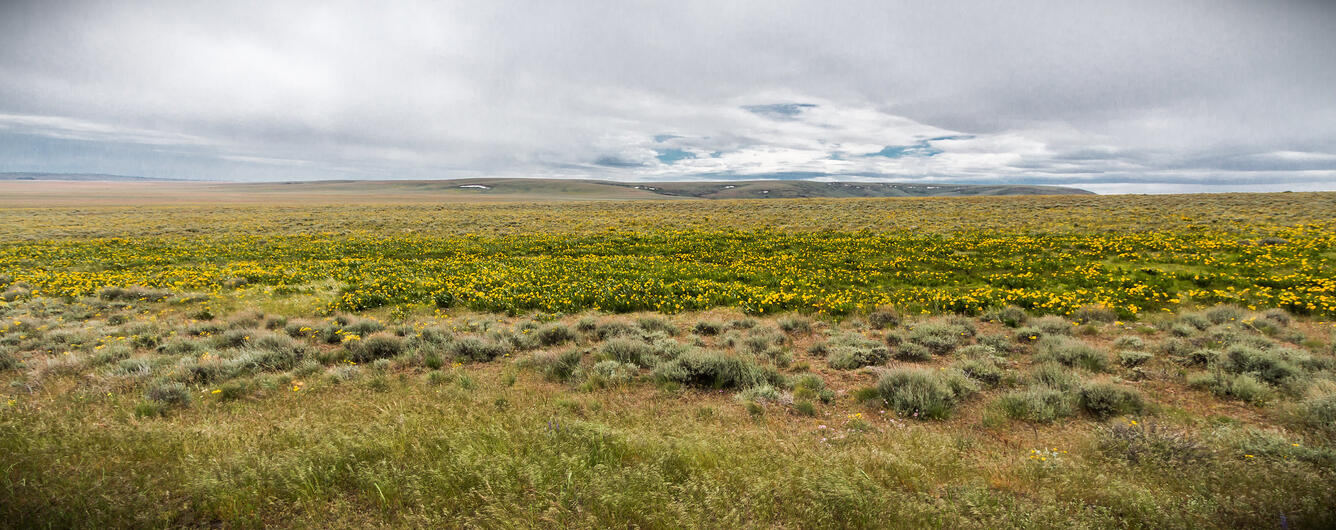 photo of a field of flowers, cloudy skies in the background