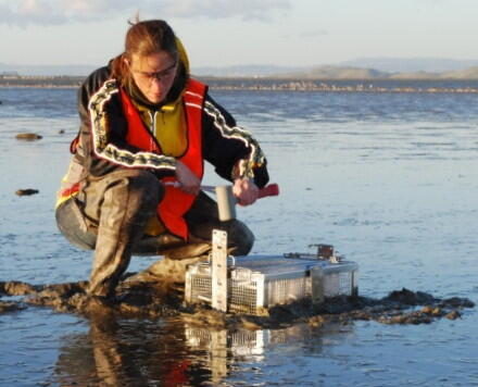 USGS scientist collecting sediment samples