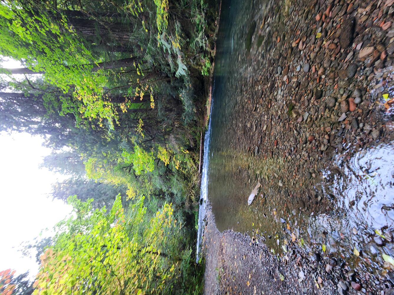 Cobble lined river channel and a couple dead salmon are visible through clear water. Tree lined bank with autumn colors