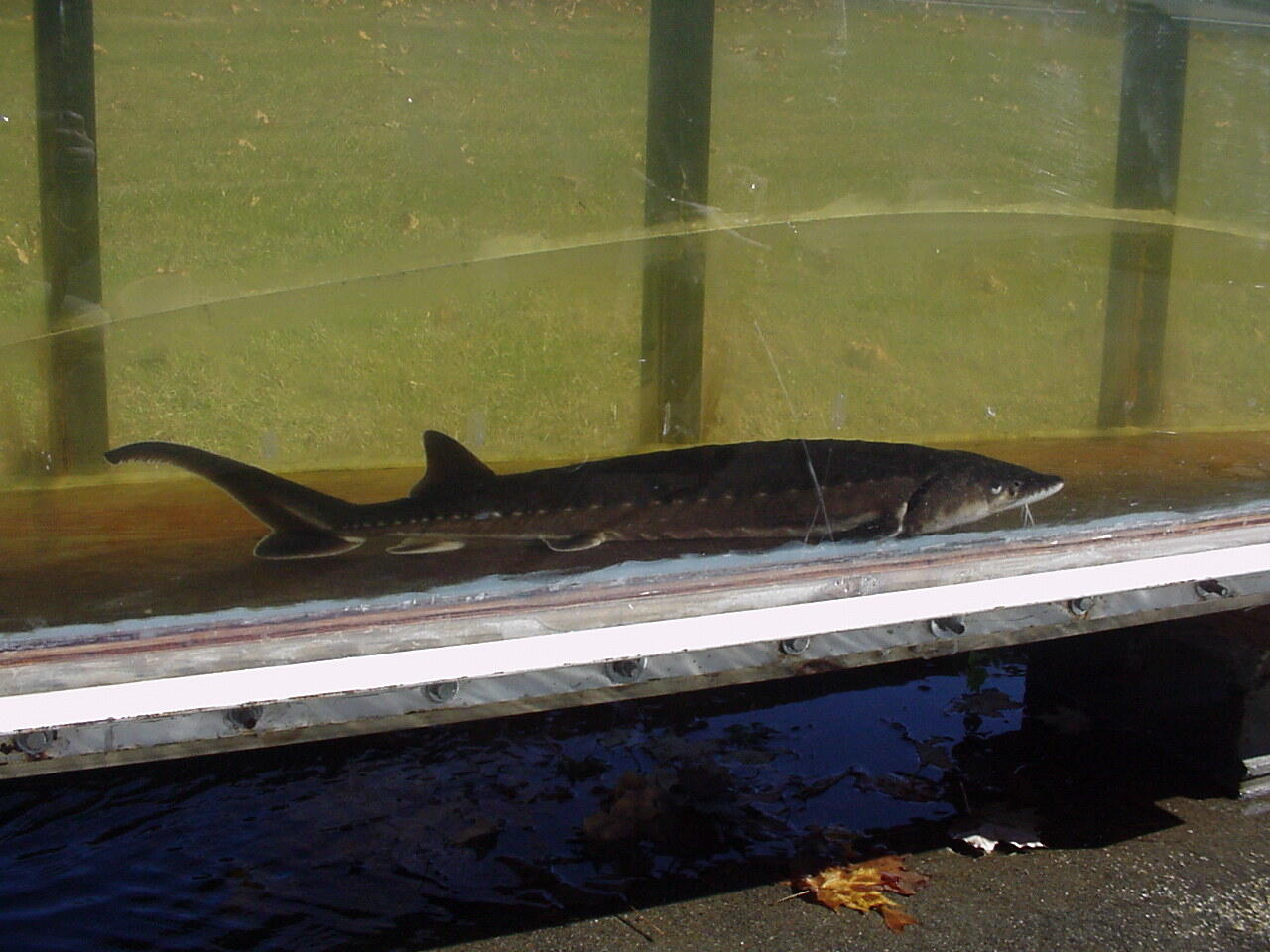 Connecticut River Water in ABIKIS with a Shortnose Sturgeon floating between research runs. Fall Leaves scattered around