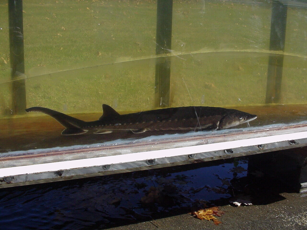 Connecticut River Water in ABIKIS with a Shortnose Sturgeon floating between research runs.  Fall Leaves scattered around