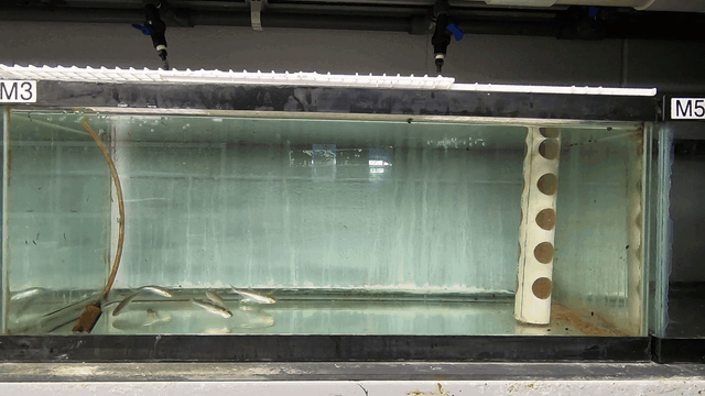 Adult emerald shiners are shown feeding on shovelnose sturgeon free embryos during preliminary predation experiments