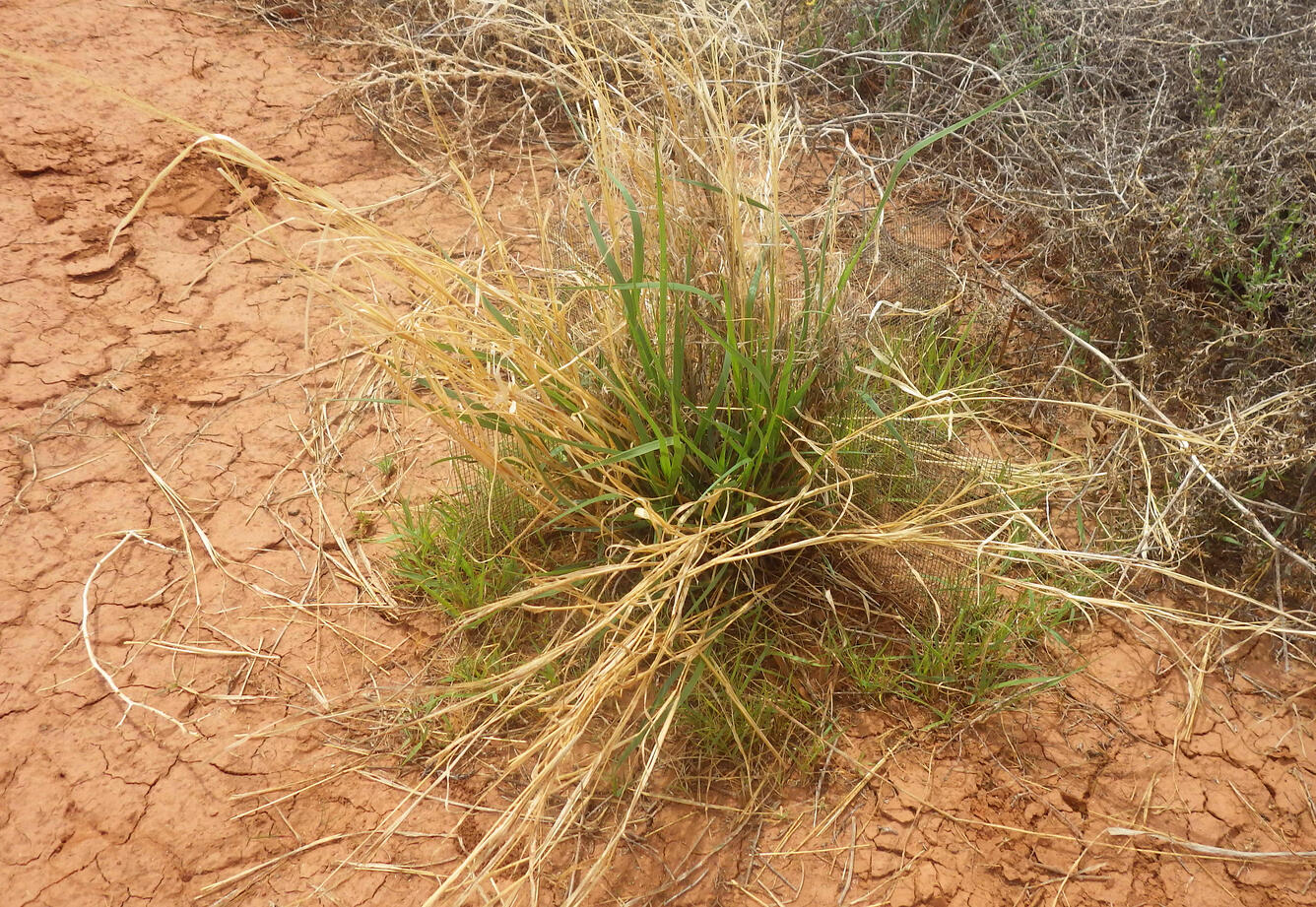 A perennial native warm season grass, Sporobolus cryptandrus (sand dropseed), at a study site