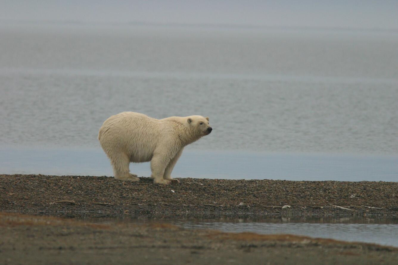 Polar bear standing near water on Barter Island, Alaska. 