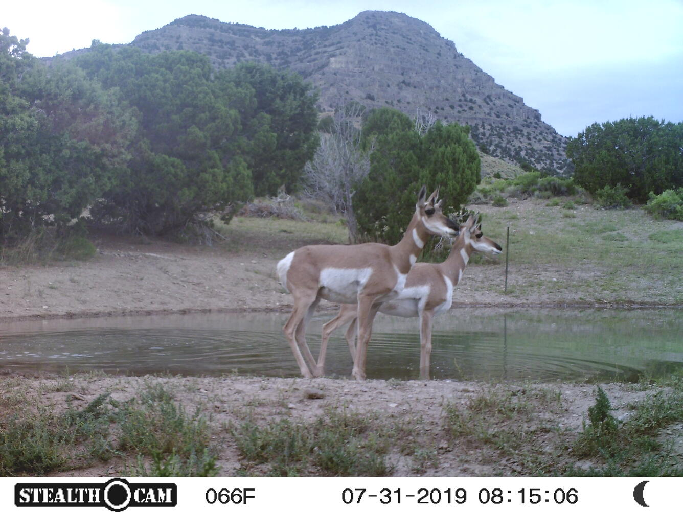 two pronghorn next to a pond, with trail camera information displayed in a bar on the bottom of the screen