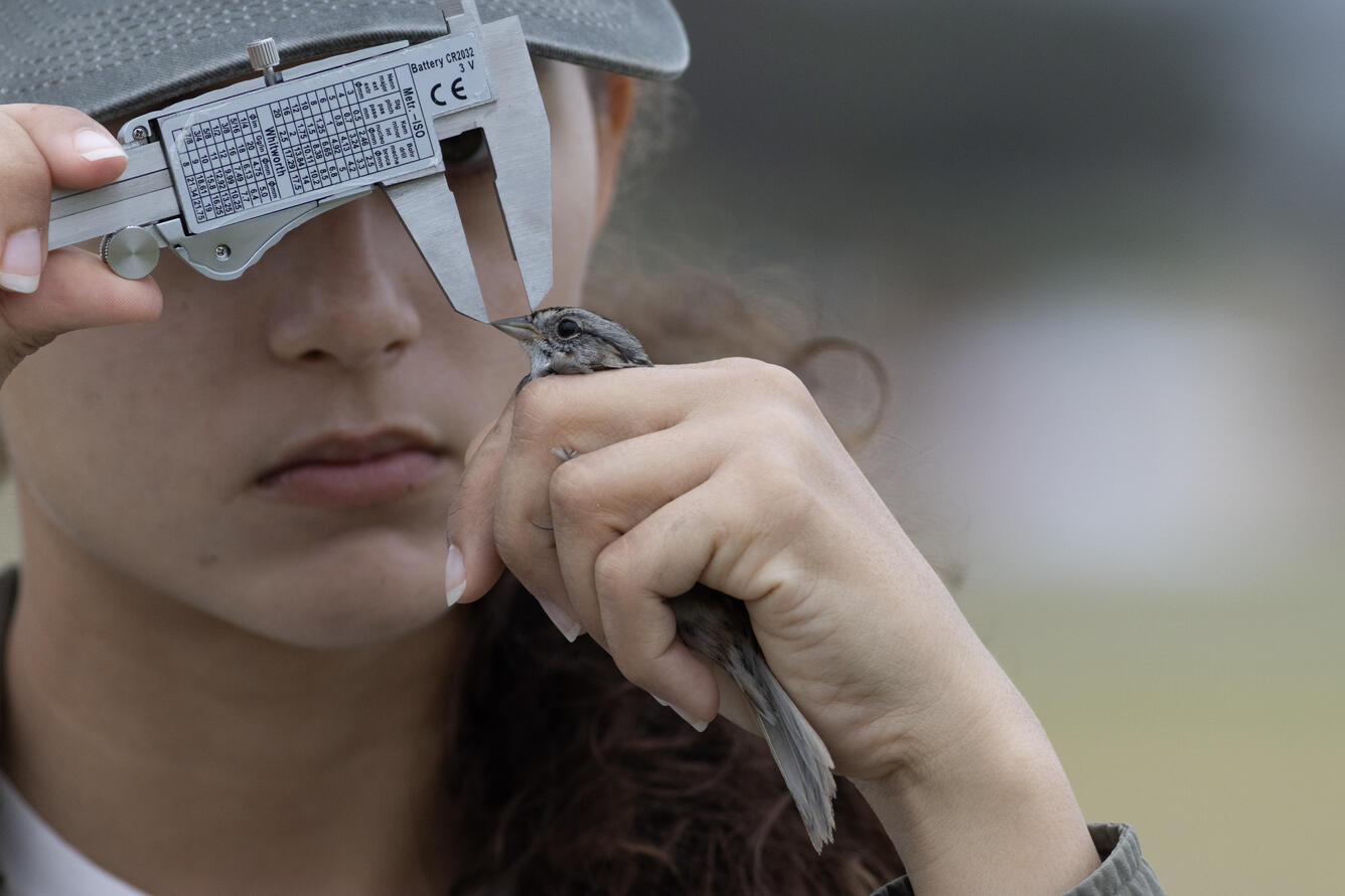 a woman safely holds a sparrow in one hand, while measuring its bill using a gauge with the other hand
