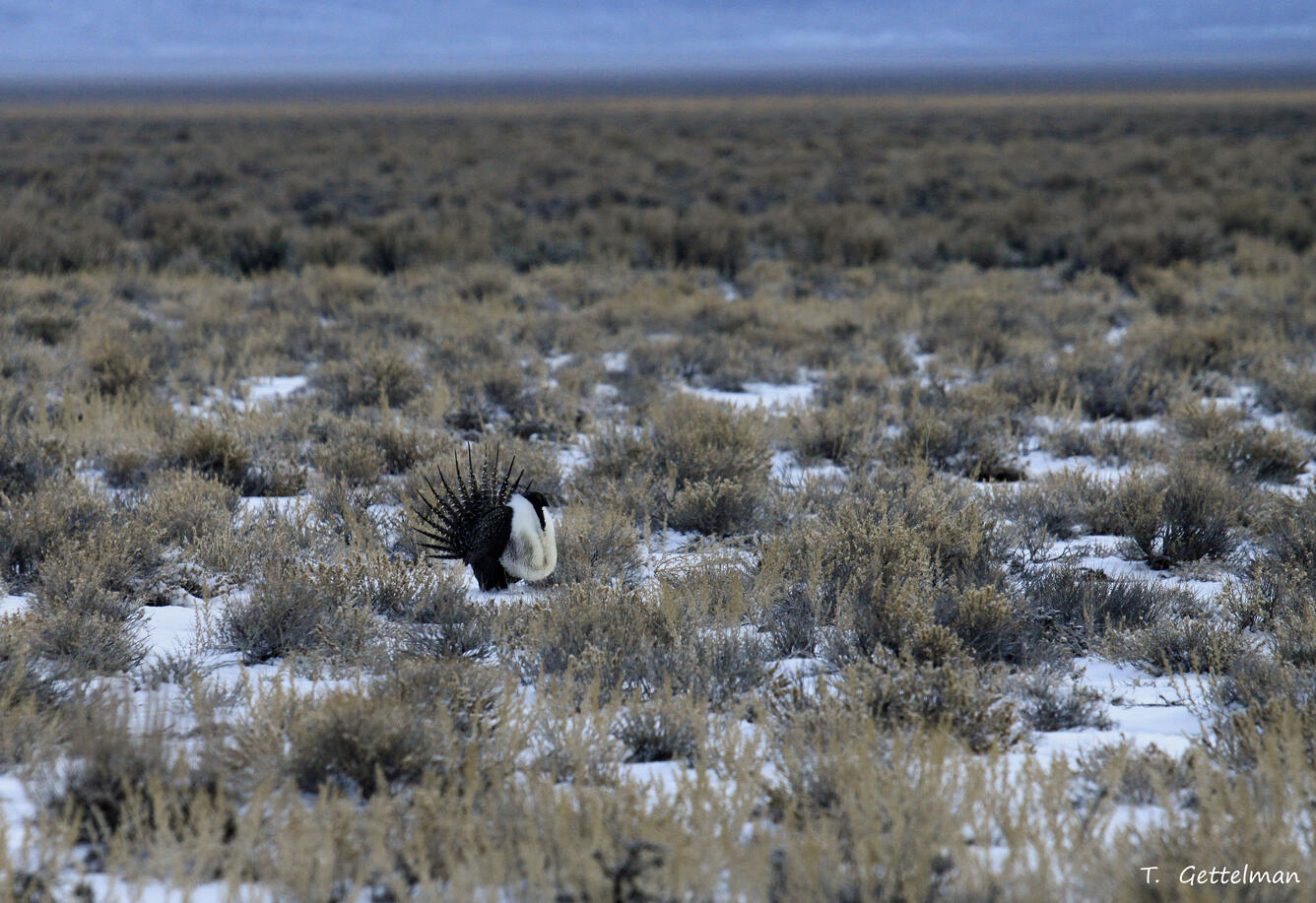 Sage-grouse on a lek