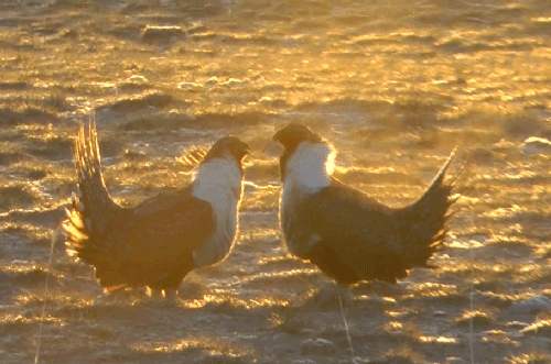 A male sage-grouse approaches another male, causing it to hop backwards