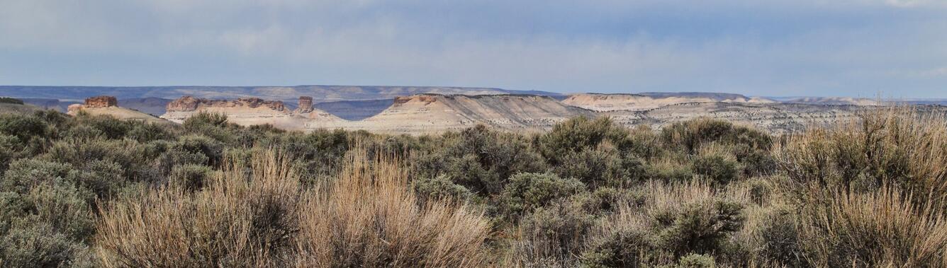 panoramic shot of sagebrush with mesas and canyon landscape in the background